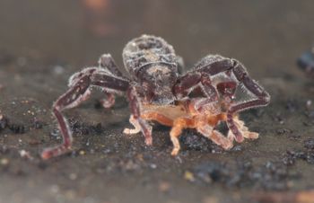 Media type: image;   Invertebrate Zoology 128904